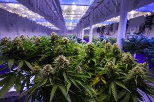 Cannabis plants growing inside building