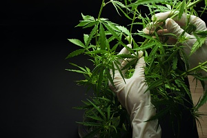 cannabis worker holding a plant with gloves on who has Vermont Cannabis Insurance