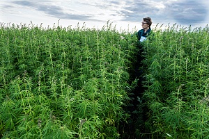 cannabis worker walking through large crop of weed shielded with Nevada Cannabis Insurance