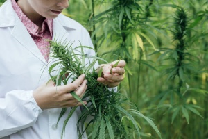 employee in lab coat covered with Oregon cannabis insurance working with marijuana plant