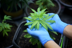 worker wearing blue gloves growing weed plants while being covered by Maine cannabis insurance  