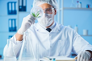 lab worker looking at a cannabis leaf for quality inspection