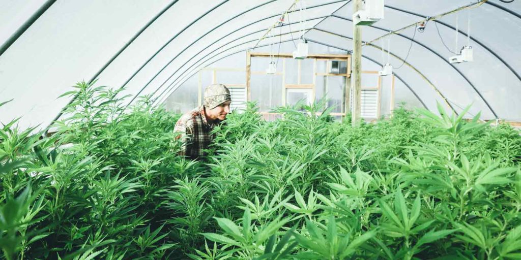 Man tending to cannabis plants