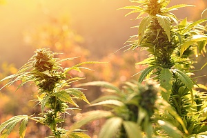 medical marijuana  plants grown for medical purposes that has good Washington D.C. Cannabis Insurance