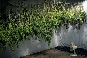 medical marijuana being dried in a property covered by Oregon Cannabis Insurance