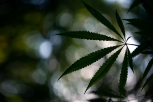 one cannabis leaf being grown in greenhouse covered under Maine cannabis insurance 