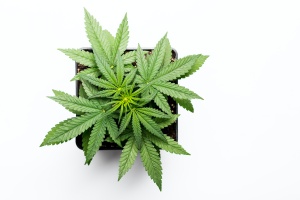 one weed plant growing in a pot that is covered with Oregon cannabis insurance