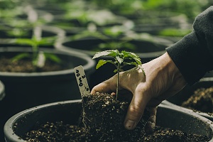 planting a single cannabis plant inside a greenhouse