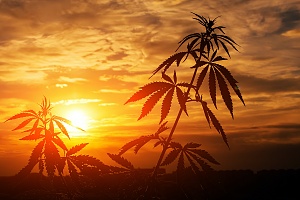 weed plant with a orange and red sunset in the background protected with Nevada Cannabis Insurance