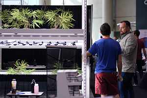 Cannabis business covered with insurance 