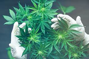 Plant covered with cannabis insurance 