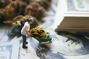Worker protected with cannabis insurance 