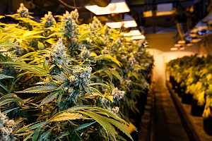 Cannabis plants covered by cargo insurance 