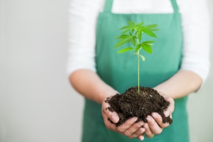 a young cannabis plant being help by a grower who has California cannabis insurance