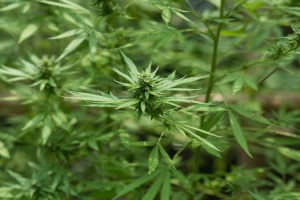 cannabis growing covered with Product liability insurance coverage