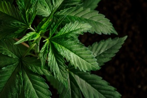close up of a cannabis plant that has California cannabis insurance