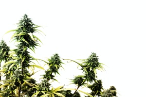 3 cannabis plants that have Product Liability Insurance For Cannabis Industry