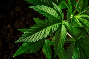 cannabis lead that used a cannabis insurance consultant for coverage