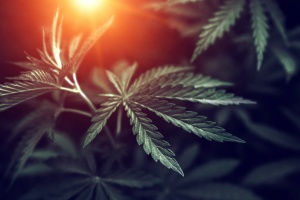 cannabis plant that has California Cannabis Insurance