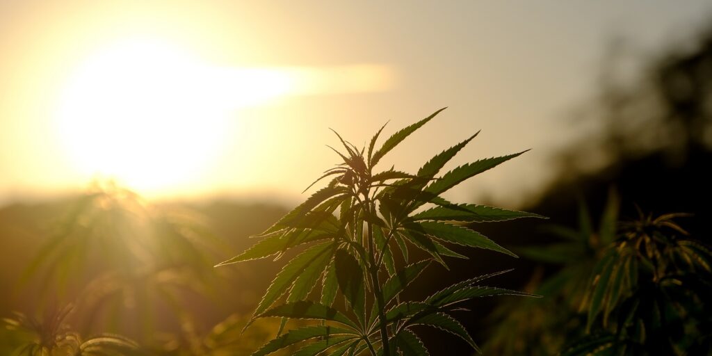 Cannabis Insurance- Cannabis Plant in Sunlight