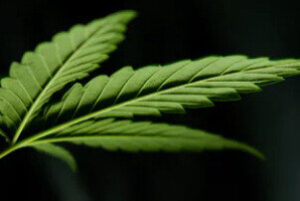 Cannabis Plant Leaf