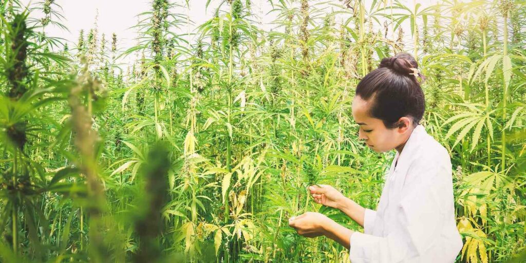 Most Common Cannabis Crop Insurance Claims- Scientist Examining Cannabis Plant