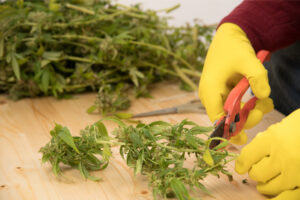 grower cuts cannabis plants with shears after insuring business with insurance