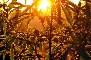 Cannabis Crop During Sunrise