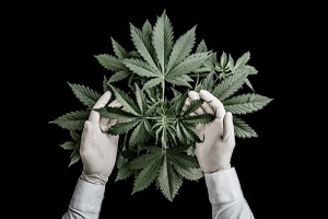Man Checking Cannabis Plant