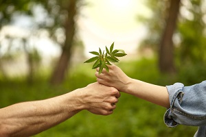 Man Women Holding Cannabis Plant
