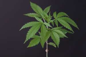 cannabis leaf that has Cannabis Cargo Insurance