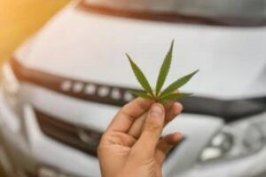 person holding cannabis leaf that has Cannabis Cargo Insurance