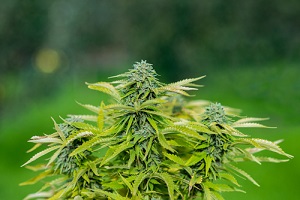 california marijuana plant organic cannabis