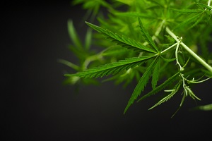 cannabis on a dark background