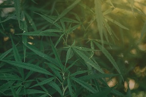 growing marijuana for medical use