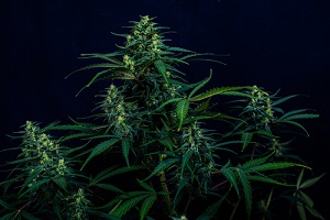 texture from cannabis plant