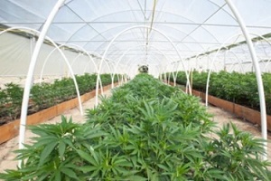 cannabis crop covered by new jersey cannabis insurance