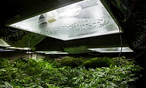 cannabis under special heating lamps protected with Connecticut cannabis insurance
