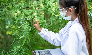 cannabis worker examining a greenhouse