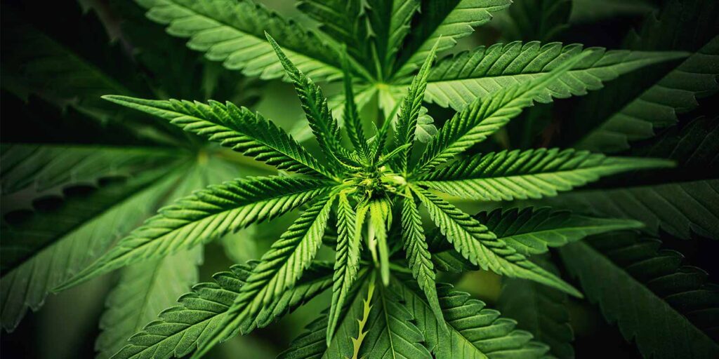 close up view of a marijuana plant