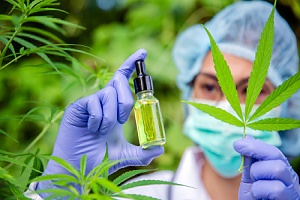 women working on a cannabis greenhouse covered by workers compensation insurance