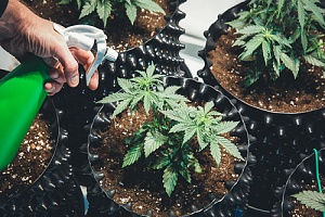 a dispensary employee watering cannabis plants