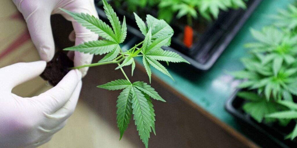 Indoors marijuana growing