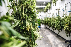 inside look of a growing dispensary