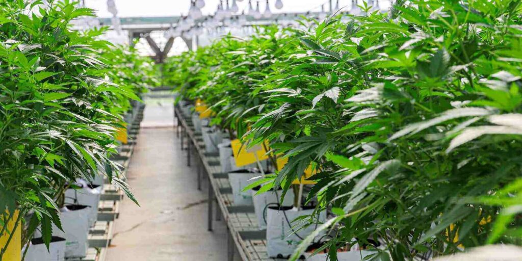 cannabis cultivation in Israel the best technologies