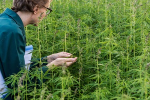 farmer growing cannabis plants