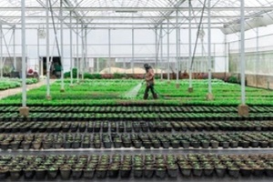 worker in cannabis field