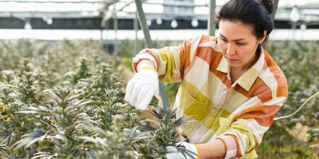 asian woman farmer working in a greenhouse cropping cannabis with pruner