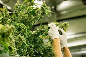 cannabis worker in farm