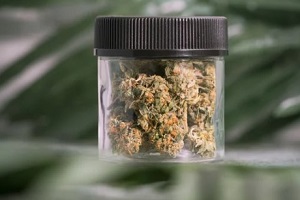 cannabis in glass jar